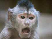 monkey surprised